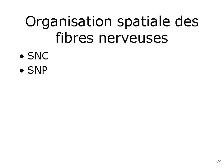 Organisation spatiale des fibres nerveuses • SNC • SNP 74 