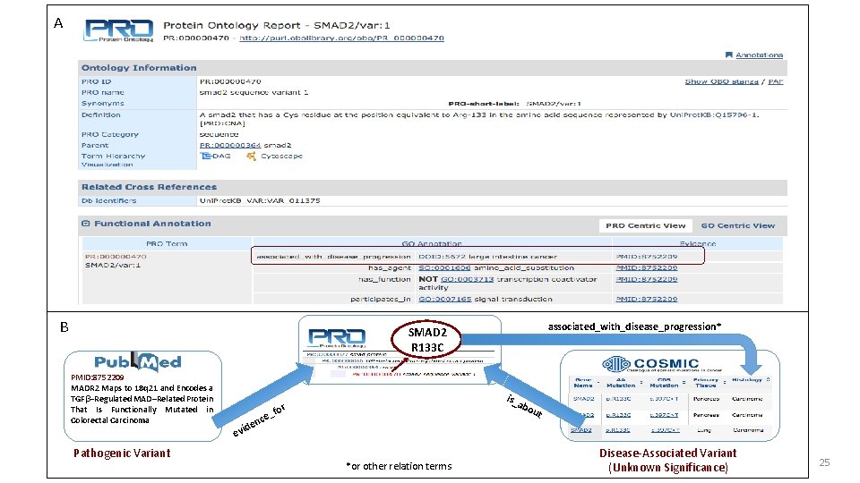 A B associated_with_disease_progression* SMAD 2 R 133 C PMID: 8752209 MADR 2 Maps to