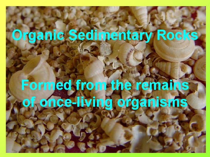 Organic Sedimentary Rocks Formed from the remains of once-living organisms 