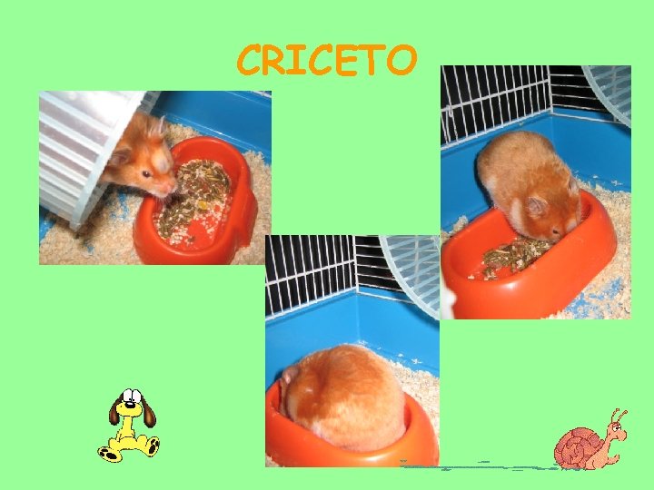 CRICETO 