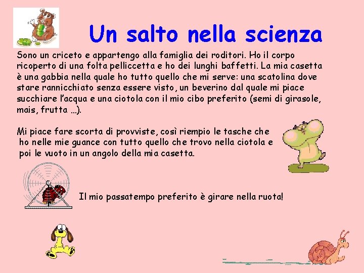 Un salto nella scienza Sono un criceto e appartengo alla famiglia dei roditori. Ho