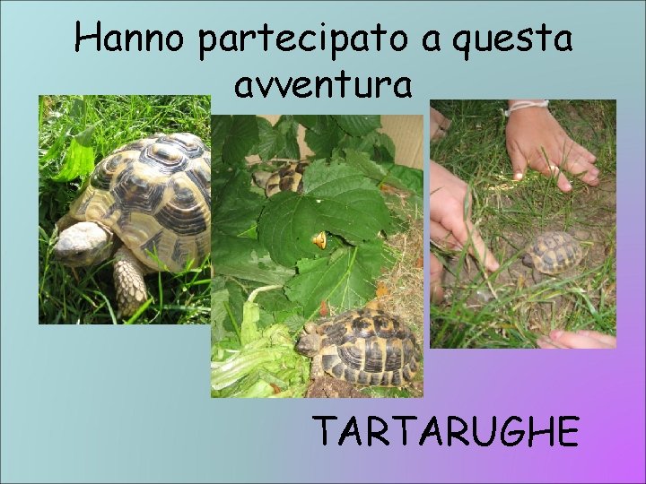 Hanno partecipato a questa avventura TARTARUGHE 