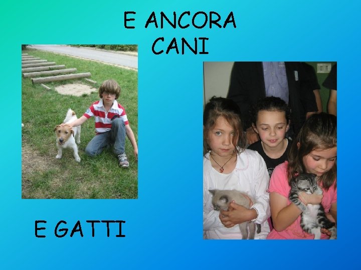 E ANCORA CANI E GATTI 