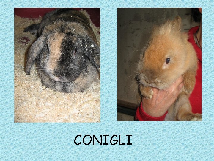 CONIGLI 