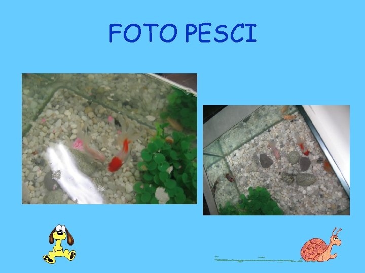 FOTO PESCI 