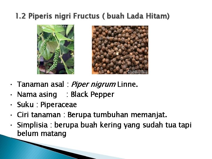 1. 2 Piperis nigri Fructus ( buah Lada Hitam) • • • Tanaman asal