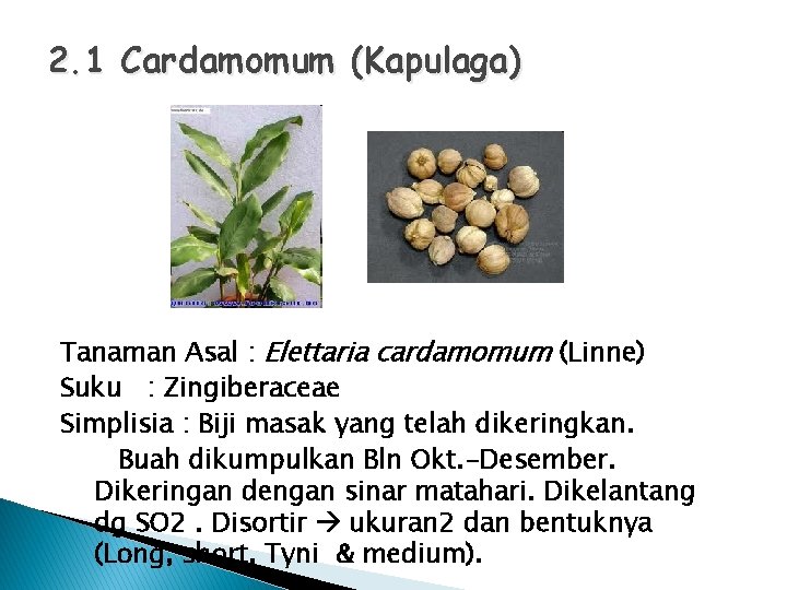 2. 1 Cardamomum (Kapulaga) Tanaman Asal : Elettaria cardamomum (Linne) Suku : Zingiberaceae Simplisia