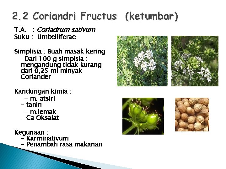 2. 2 Coriandri Fructus (ketumbar) T. A. : Coriadrum sativum Suku : Umbelliferae Simplisia