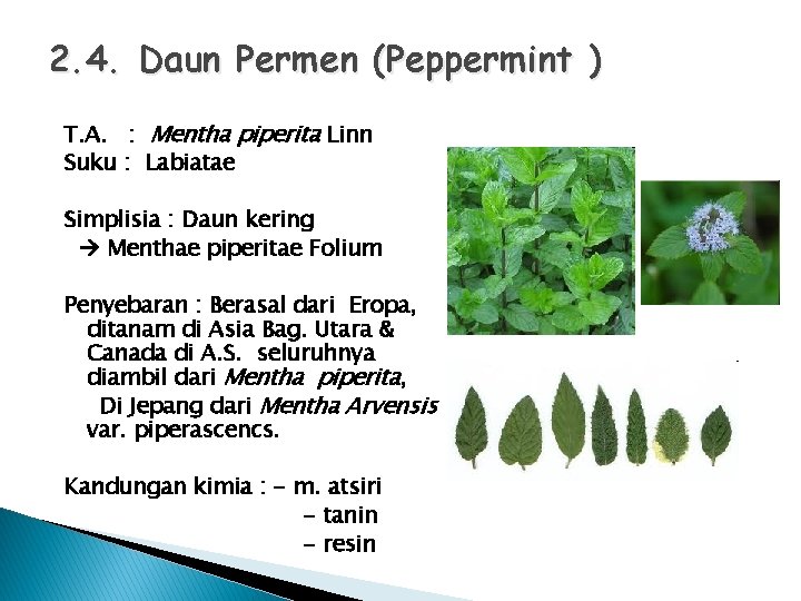 2. 4. Daun Permen (Peppermint ) T. A. : Mentha piperita Linn Suku :