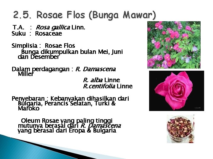 2. 5. Rosae Flos (Bunga Mawar) T. A. : Rosa gallica Linn. Suku :