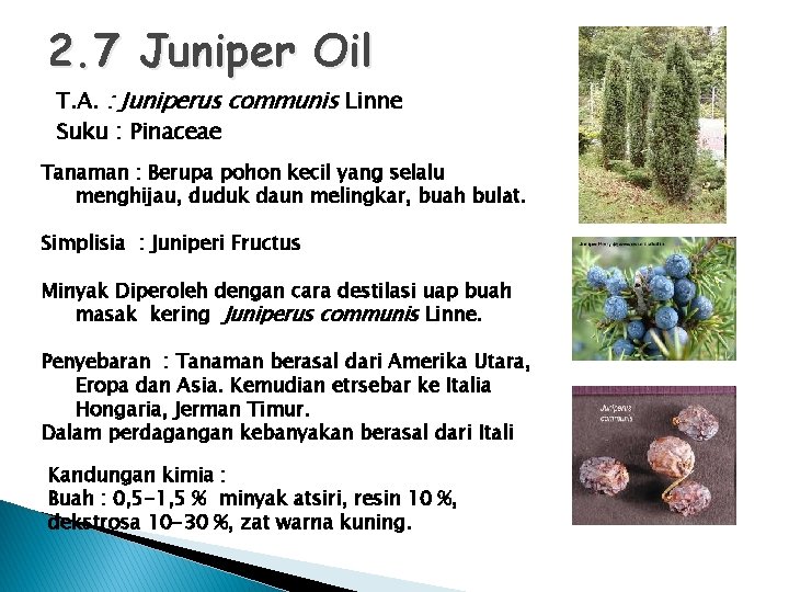 2. 7 Juniper Oil T. A. : Juniperus communis Linne Suku : Pinaceae Tanaman