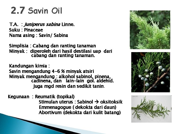 2. 7 Savin Oil T. A. : Juniperus sabina Linne. Suku : Pinaceae Nama