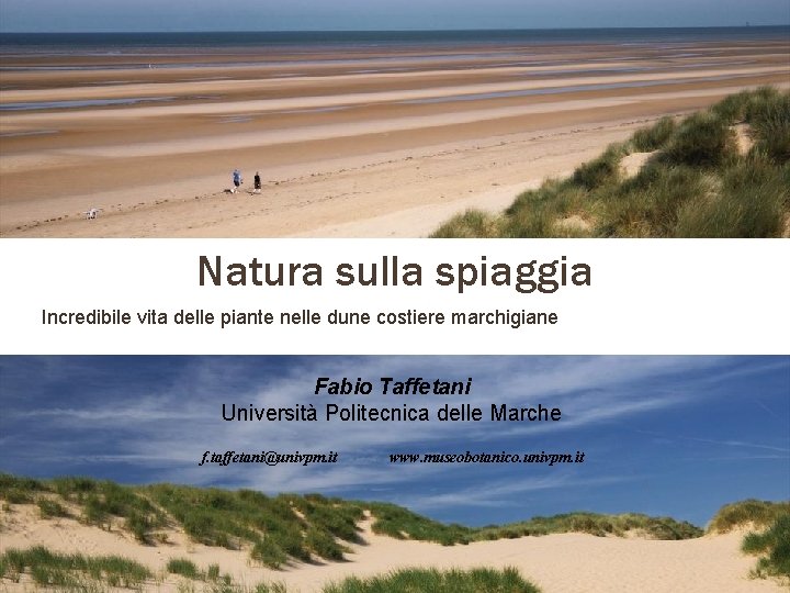 Natura sulla spiaggia Incredibile vita delle piante nelle dune costiere marchigiane Fabio Taffetani Università