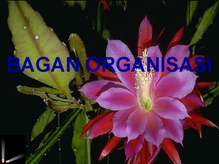 BAGAN ORGANISASI 1 