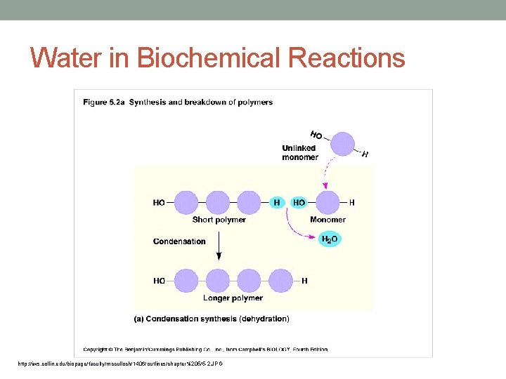 Water in Biochemical Reactions http: //iws. collin. edu/biopage/faculty/mcculloch/1406/outlines/chapter%205/5 -2. JPG 