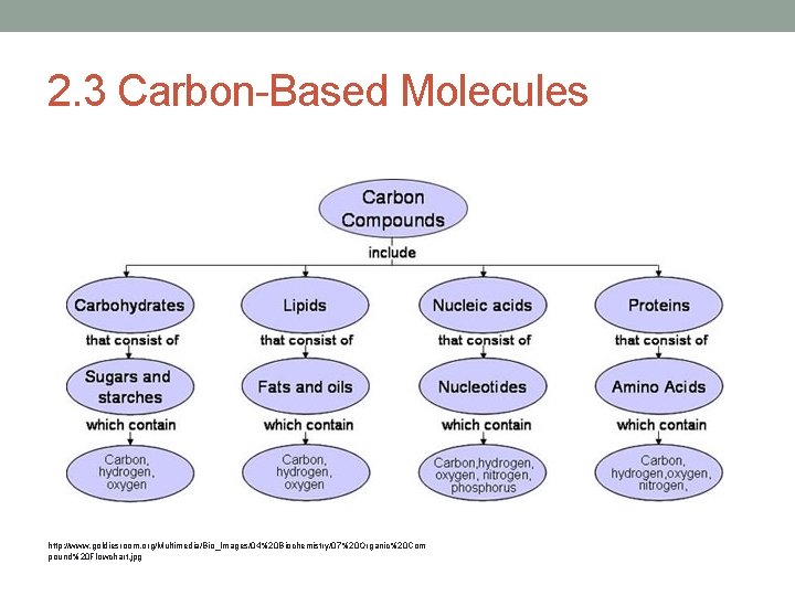 2. 3 Carbon-Based Molecules http: //www. goldiesroom. org/Multimedia/Bio_Images/04%20 Biochemistry/07%20 Organic%20 Com pound%20 Flowchart. jpg