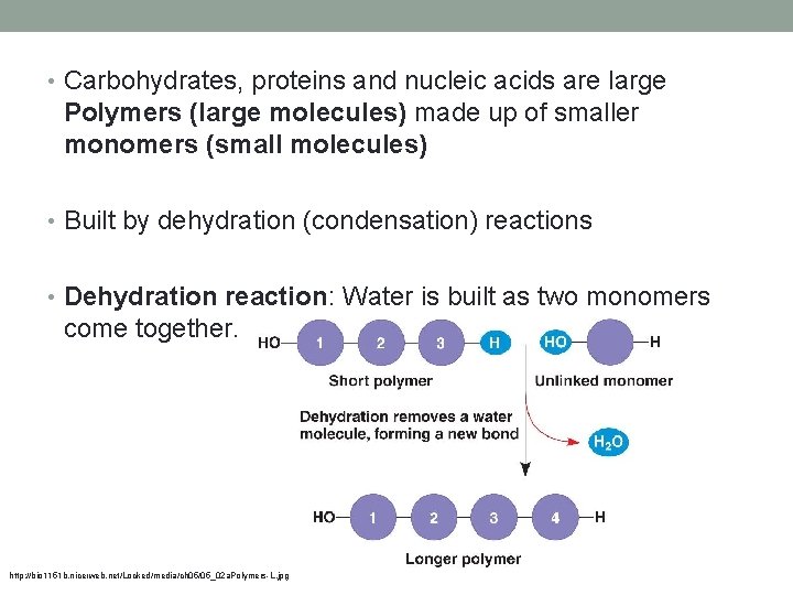  • Carbohydrates, proteins and nucleic acids are large Polymers (large molecules) made up