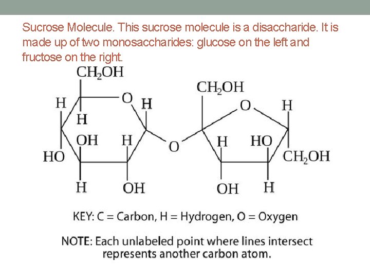 Sucrose Molecule. This sucrose molecule is a disaccharide. It is made up of two