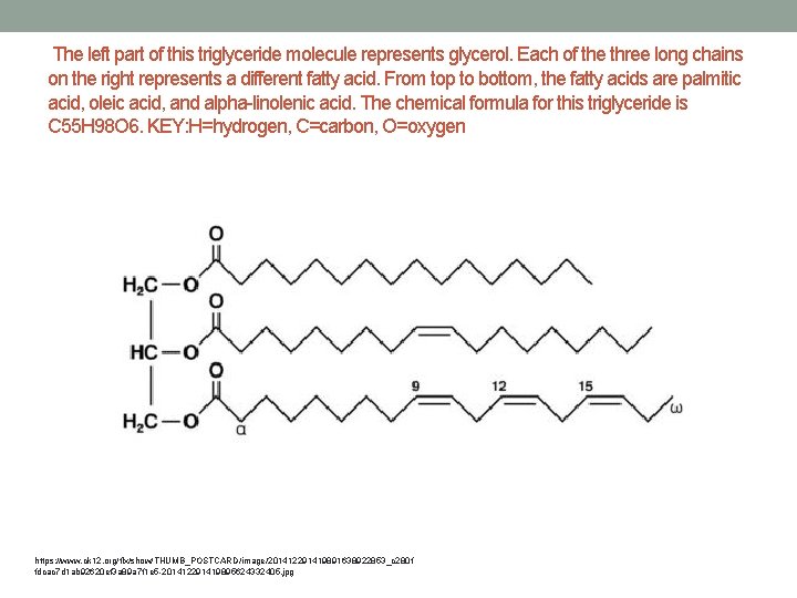  The left part of this triglyceride molecule represents glycerol. Each of the three