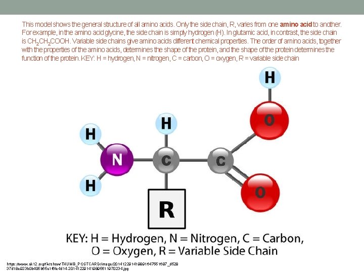 This model shows the general structure of all amino acids. Only the side chain,