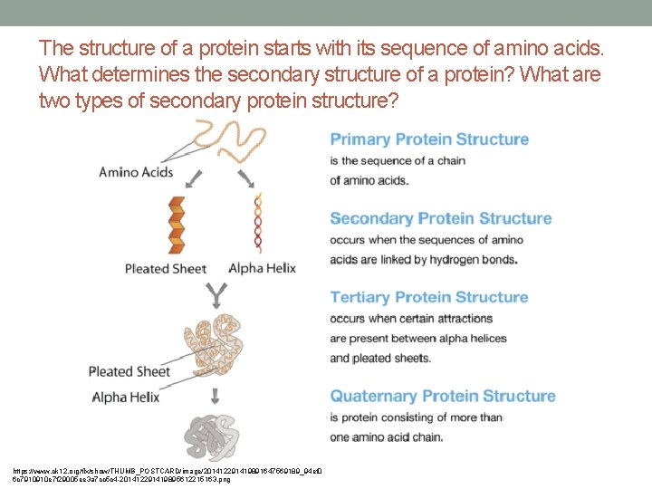 The structure of a protein starts with its sequence of amino acids. What determines