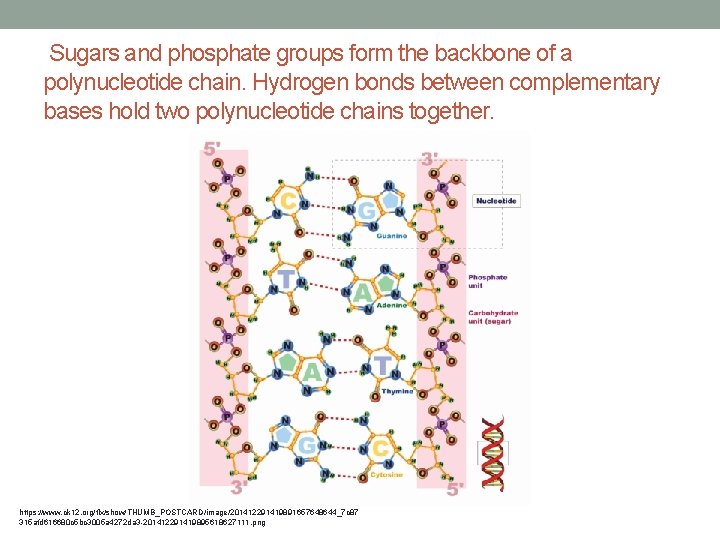  Sugars and phosphate groups form the backbone of a polynucleotide chain. Hydrogen bonds
