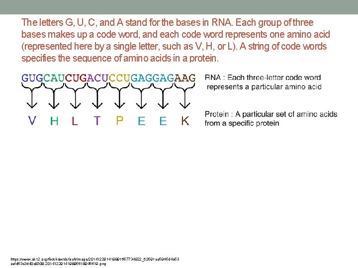 The letters G, U, C, and A stand for the bases in RNA. Each