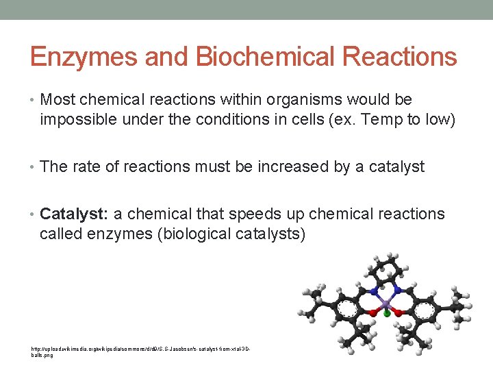 Enzymes and Biochemical Reactions • Most chemical reactions within organisms would be impossible under