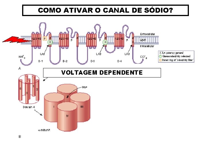 COMO ATIVAR O CANAL DE SÓDIO? VOLTAGEM DEPENDENTE 