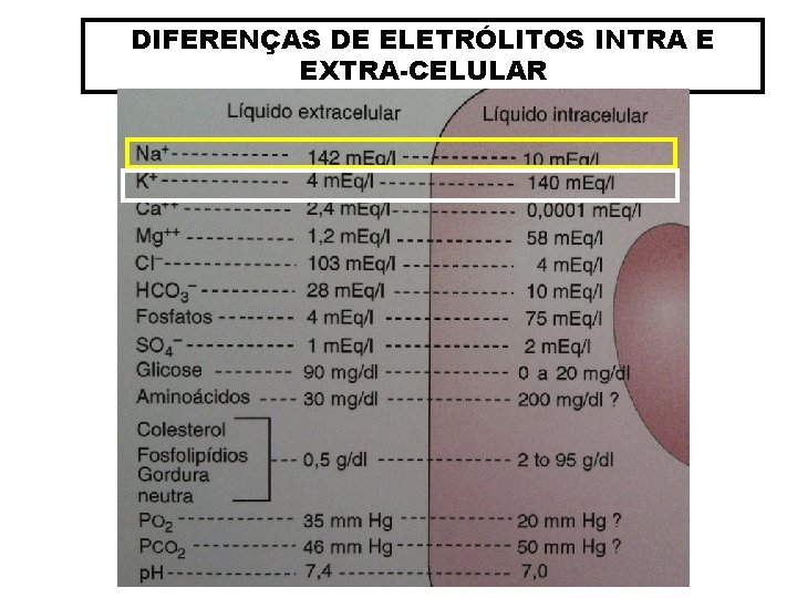 DIFERENÇAS DE ELETRÓLITOS INTRA E EXTRA-CELULAR 