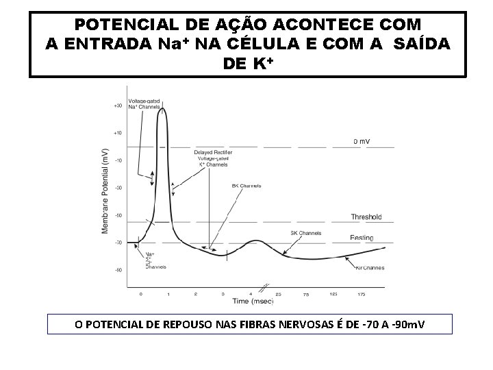 POTENCIAL DE AÇÃO ACONTECE COM A ENTRADA Na+ NA CÉLULA E COM A SAÍDA