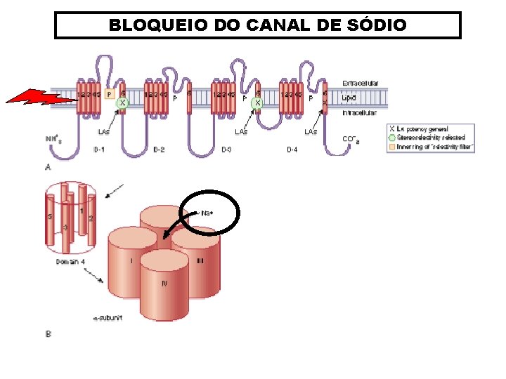 BLOQUEIO DO CANAL DE SÓDIO 