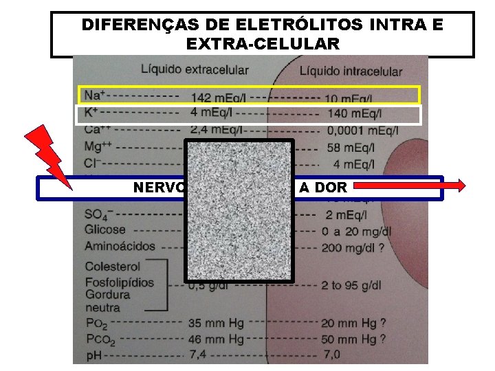 DIFERENÇAS DE ELETRÓLITOS INTRA E EXTRA-CELULAR NERVO QUE CONDUZ A DOR 