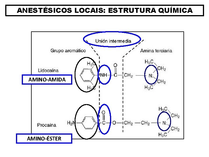 ANESTÉSICOS LOCAIS: ESTRUTURA QUÍMICA AMINO-AMIDA AMINO-ÉSTER 