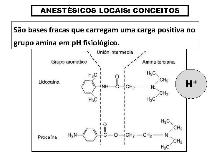 ANESTÉSICOS LOCAIS: CONCEITOS São bases fracas que carregam uma carga positiva no grupo amina