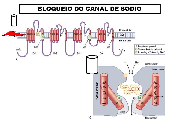 BLOQUEIO DO CANAL DE SÓDIO 