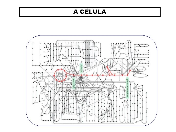 A CÉLULA 