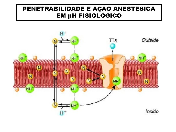 PENETRABILIDADE E AÇÃO ANESTÉSICA EM p. H FISIOLÓGICO 