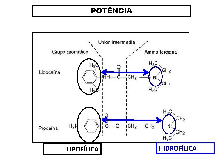 POTÊNCIA LIPOFÍLICA HIDROFÍLICA 