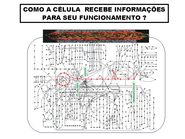 COMO A CÉLULA RECEBE INFORMAÇÕES PARA SEU FUNCIONAMENTO ? 