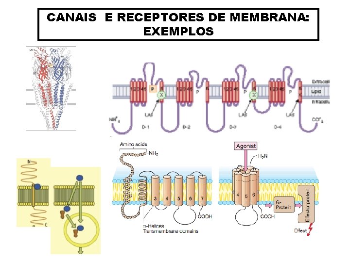 CANAIS E RECEPTORES DE MEMBRANA: EXEMPLOS 