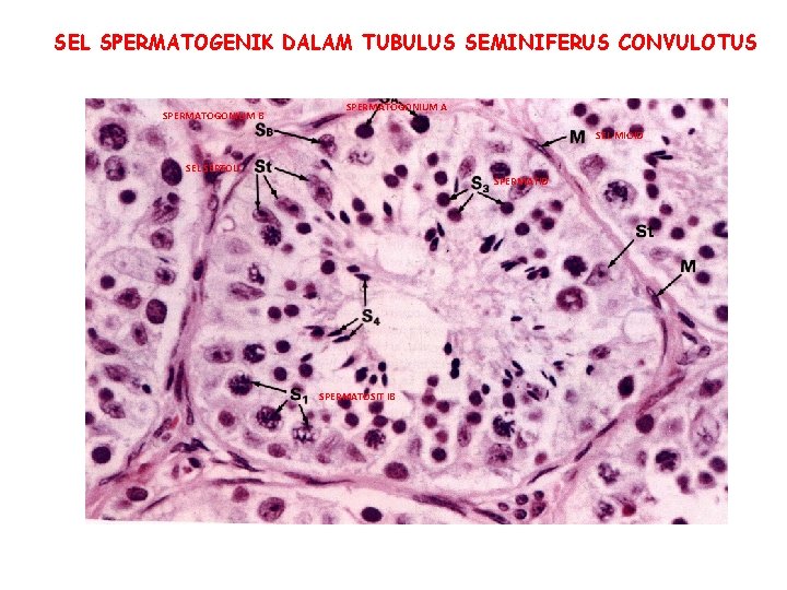 SEL SPERMATOGENIK DALAM TUBULUS SEMINIFERUS CONVULOTUS SPERMATOGONIUM B SPERMATOGONIUM A SEL MIOID SEL SERTOLI SEL SPERMATOGENIK DALAM TUBULUS SEMINIFERUS CONVULOTUS SPERMATOGONIUM B SPERMATOGONIUM A SEL MIOID SEL SERTOLI