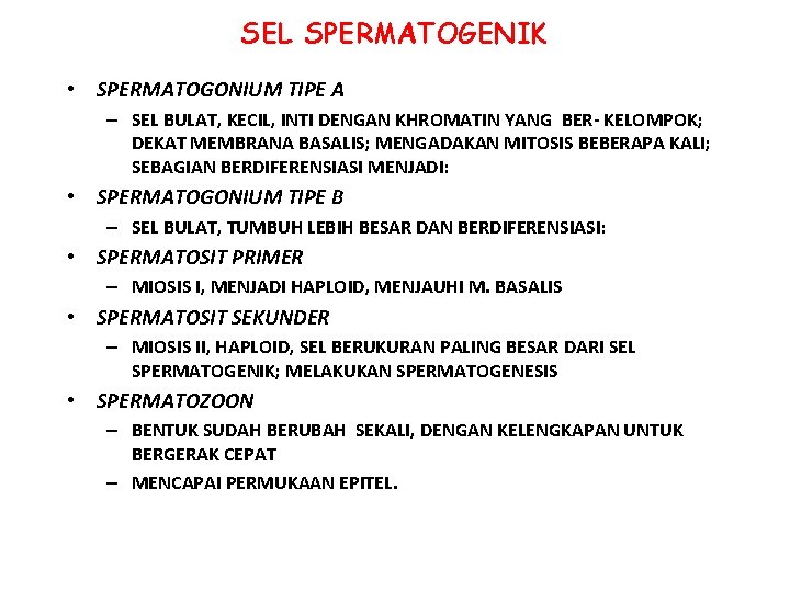 SEL SPERMATOGENIK • SPERMATOGONIUM TIPE A – SEL BULAT, KECIL, INTI DENGAN KHROMATIN YANG SEL SPERMATOGENIK • SPERMATOGONIUM TIPE A – SEL BULAT, KECIL, INTI DENGAN KHROMATIN YANG