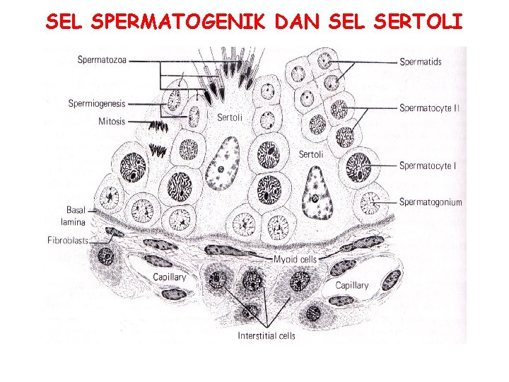 SEL SPERMATOGENIK DAN SEL SERTOLI SEL SPERMATOGENIK DAN SEL SERTOLI