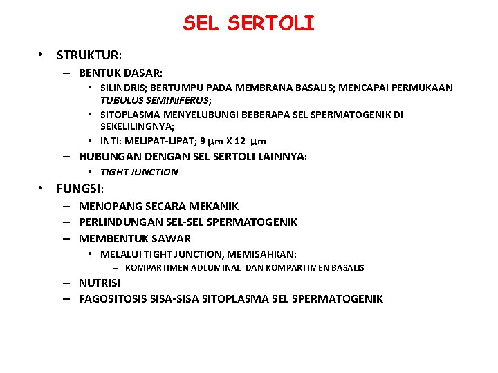 SEL SERTOLI • STRUKTUR: – BENTUK DASAR: • SILINDRIS; BERTUMPU PADA MEMBRANA BASALIS; MENCAPAI SEL SERTOLI • STRUKTUR: – BENTUK DASAR: • SILINDRIS; BERTUMPU PADA MEMBRANA BASALIS; MENCAPAI