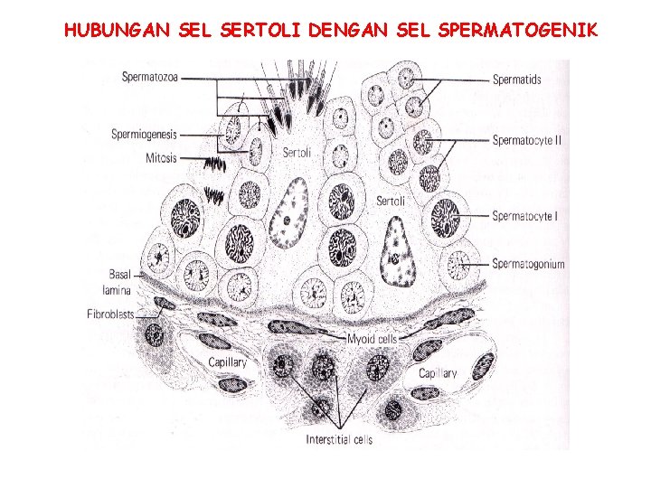HUBUNGAN SEL SERTOLI DENGAN SEL SPERMATOGENIK HUBUNGAN SEL SERTOLI DENGAN SEL SPERMATOGENIK