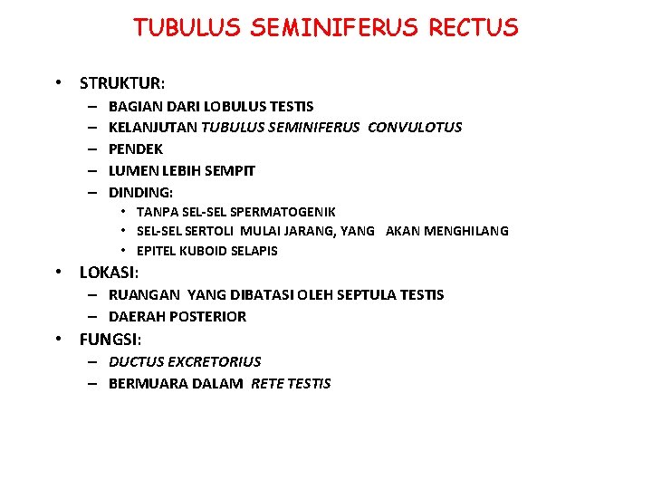 TUBULUS SEMINIFERUS RECTUS • STRUKTUR: – – – BAGIAN DARI LOBULUS TESTIS KELANJUTAN TUBULUS TUBULUS SEMINIFERUS RECTUS • STRUKTUR: – – – BAGIAN DARI LOBULUS TESTIS KELANJUTAN TUBULUS
