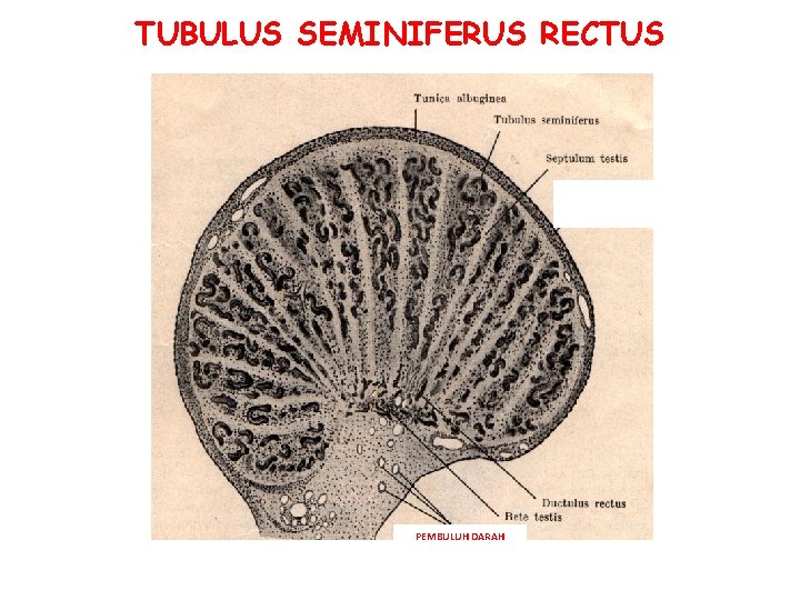 TUBULUS SEMINIFERUS RECTUS PEMBULUH DARAH TUBULUS SEMINIFERUS RECTUS PEMBULUH DARAH