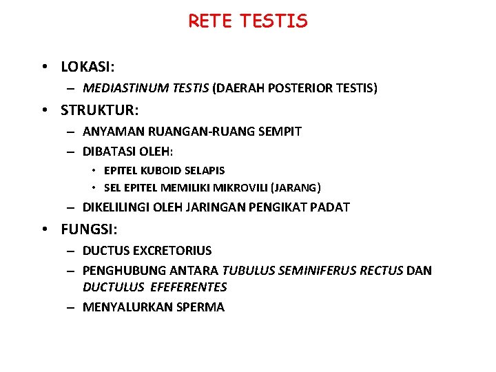 RETE TESTIS • LOKASI: – MEDIASTINUM TESTIS (DAERAH POSTERIOR TESTIS) • STRUKTUR: – ANYAMAN RETE TESTIS • LOKASI: – MEDIASTINUM TESTIS (DAERAH POSTERIOR TESTIS) • STRUKTUR: – ANYAMAN