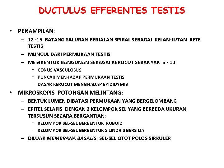 DUCTULUS EFFERENTES TESTIS • PENAMPILAN: – 12 -15 BATANG SALURAN BERJALAN SPIRAL SEBAGAI KELAN-JUTAN DUCTULUS EFFERENTES TESTIS • PENAMPILAN: – 12 -15 BATANG SALURAN BERJALAN SPIRAL SEBAGAI KELAN-JUTAN